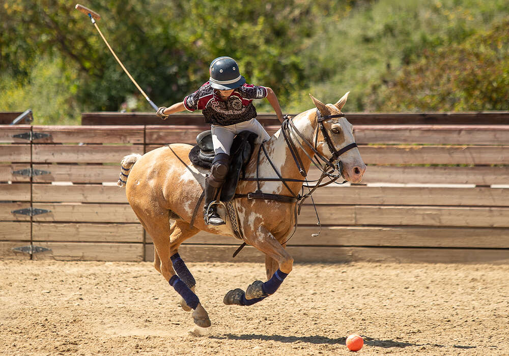 PoloDaily